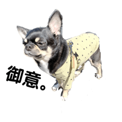 hinomaru chihuahua_20210326195313