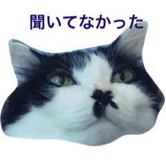 ちょび髭ねこ - LINE スタンプ LINE STORE