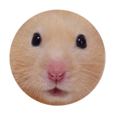 ohu the hamster (stickers of emotion)