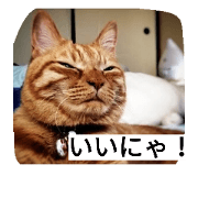 Happy day with tabby cat JOY.