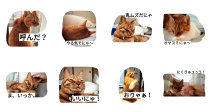 Happy day with tabby cat JOY.