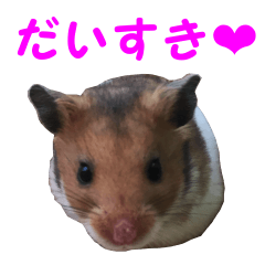 Kintaro Hamster