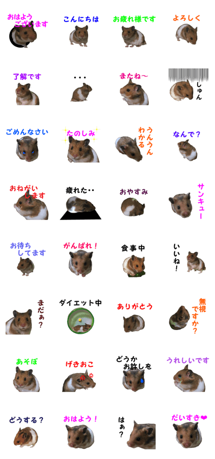 Kintaro Hamster