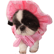 Shih Tzu kawaii