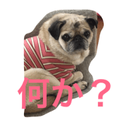 rin-chan(cute pug)