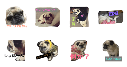rin-chan(cute pug)