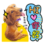 Golden Dachshund Lily
