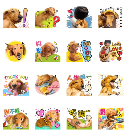 Golden Dachshund Lily