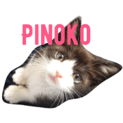 cat's h