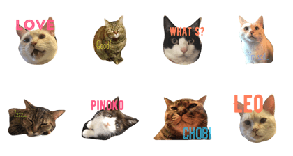 cat's h