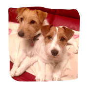 Jackrussell  terrier
