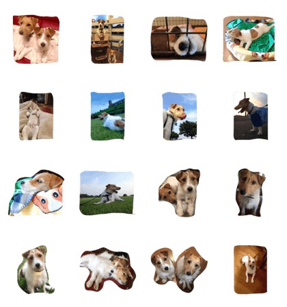 Jackrussell  terrier