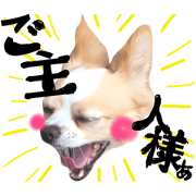 Cute Chihuahua, Sora