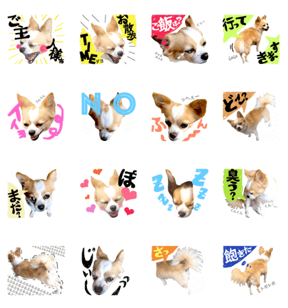 Cute Chihuahua, Sora
