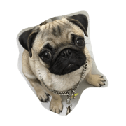 Life with Pug
