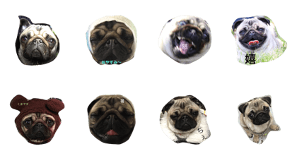 Life with Pug
