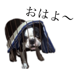 Boston terrier is BOSS & HIME