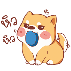 Shiba Naughty dog(AIS)