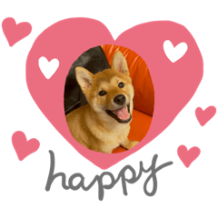 Shiba Inu Tailang