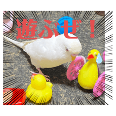 アルビノインコ きーちゃん5弾 Line スタンプ Line Store