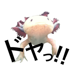 Axolotl(Japanese)