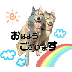 siberianhasuki  cheriam