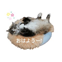 Kayo_20210327203039