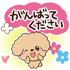 Flowers and Toy poodle