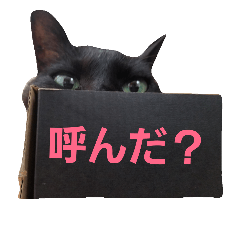 Surreal black  cat