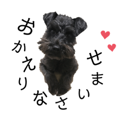 dog japane