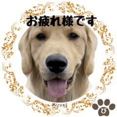 BISUKE'S STORY Golden Retriever-FO3