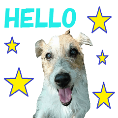 Jack Russell Terrier name moca