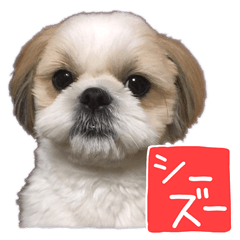 Koume of Shih-tzu 2