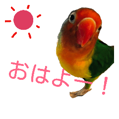 Button parakeet love bird