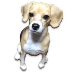 Beagle "Az-chan"