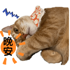 狗狗貓貓鼠鼠好朋友