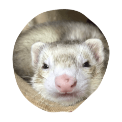 ferret kaede