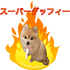 pomeranian no sticker