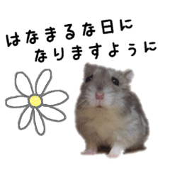 hamster hanamaru
