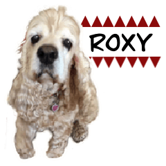 Roxy the cocker spaniel