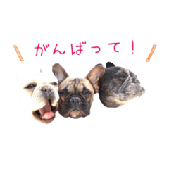 French Bulldog kotamugisabuchan Sticker