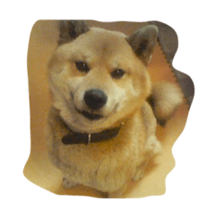 大和田家の柴犬ペロ