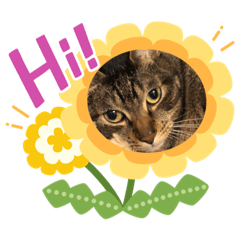 不管怎麼看都ㄧ臉厭世的貓