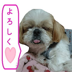 Shih tzu dog name mini