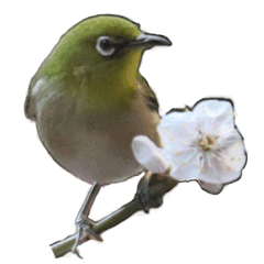 Japanese White-Eye Stickers