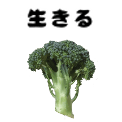 Brocoli's Feelings