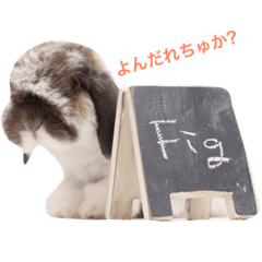 Fig the fluffy doggy-bunny 2017 Summer 1