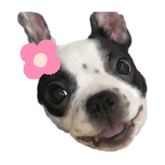 BostonTerrier__moru