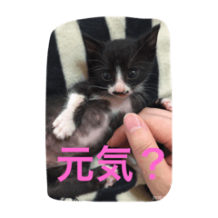 black and white cat _bicolor cat