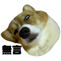 柯基犬corgi布丁